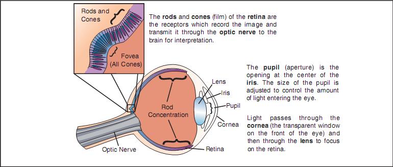 The eye